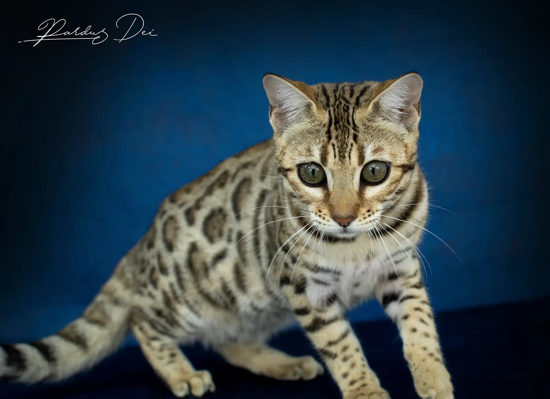 chat bengal